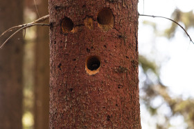 Stock Image: woodpecker house