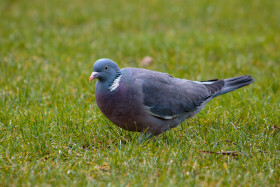 Stock Image: Woodpigeon