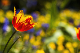 Stock Image: yellow and red blooming tulip flowers