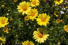 Stock Image: yellow argyranthemum