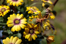 Stock Image: Yellow Aster Flowers