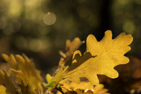 Stock Image: yellow autumn leaves