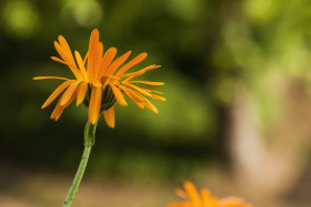 Stock Image: yellow beautiful blooming daisy flower