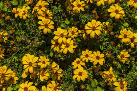 Stock Image: yellow bidens - beautiful summer flower background