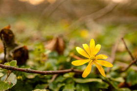 Stock Image: Yellow blooming buttercup flower growing in the spring in the forest