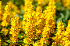 Stock Image: Yellow bush lupine, Lupinus arboreus