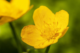 Stock Image: yellow buttercup flower macro in spring