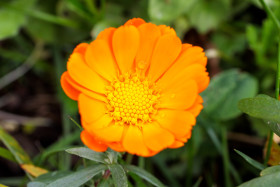 Stock Image: Yellow Calendula Flower