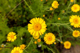 Stock Image: Yellow Chamomile, Cota tinctoria