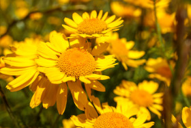 Stock Image: yellow chamomile flowers