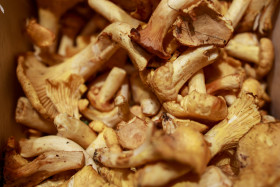 Stock Image: yellow chanterelles