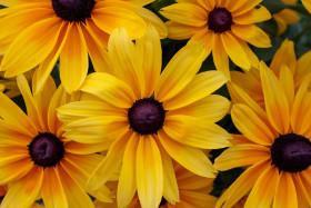 Stock Image: Yellow coneflower background