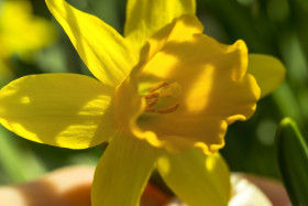 Stock Image: yellow daffodil closeup