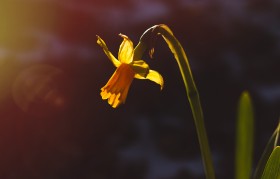 Stock Image: yellow daffodil flower by sunset