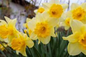 Stock Image: Yellow daffodils in the garden