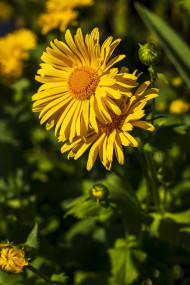 Stock Image: yellow daisies flowers in april spring