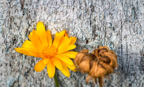 Stock Image: yellow daisies on wooden wall