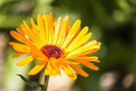Stock Image: yellow daisy