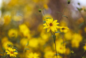 Stock Image: yellow daisy flowers