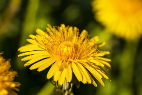 Stock Image: yellow dandelion flower in april