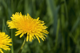 Stock Image: yellow dandelion green background
