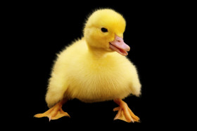 Stock Image: yellow duckling black background