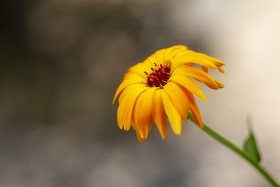 Stock Image: yellow flower background