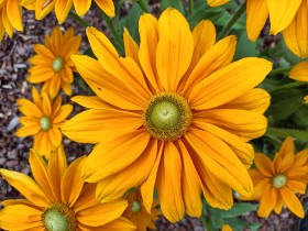 Stock Image: Yellow flower Background