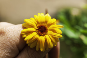 Stock Image: yellow flower between fingers
