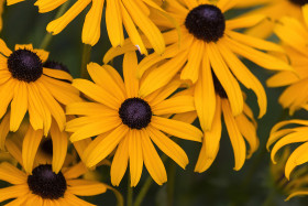 Stock Image: yellow flower rudbeckia fulgida