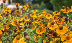 Stock Image: Yellow Flowers Echinacea