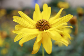 Stock Image: Yellow flowers of Echinacea blurred bokeh background