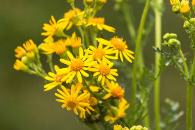Stock Image: yellow flowers on green bokeh background