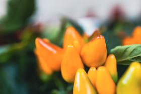 Stock Image: yellow fresh hot peppers