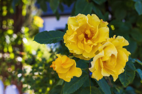 Stock Image: yellow garden rose