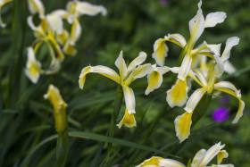 Stock Image: Yellow iris flower in summer - iris pseudacorus