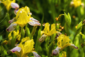 Stock Image: Yellow iris flower with blurred natural background, close-up