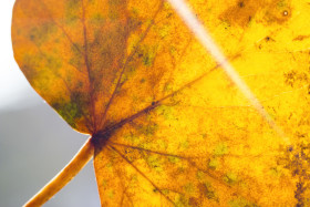 Stock Image: yellow leaf macro sunbeam