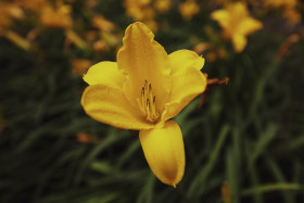 Stock Image: Yellow lilies flower in a garden