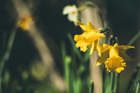 Stock Image: Yellow Miniature Daffodils