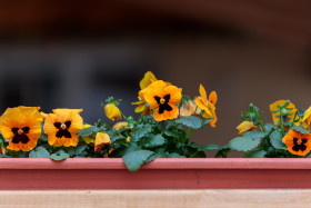 Stock Image: Yellow Pansies