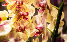 Stock Image: yellow pink orchids