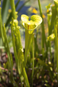 Stock Image: yellow pitcher plant - beautiful insect eating plant