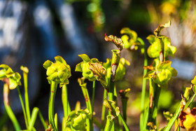 Stock Image: yellow pitcher plants