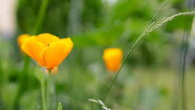 Stock Image: Yellow Poppy