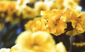 Stock Image: yellow primroses