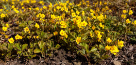 Stock Image: Yellow Primroses