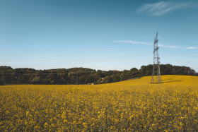 Stock Image: yellow rape fields landscape