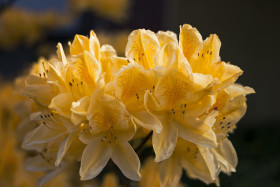 Stock Image: yellow rhododendron