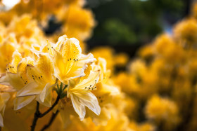 Stock Image: yellow rhododendron
